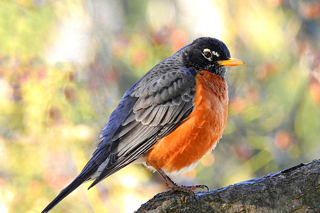 See What North Dakota's Most Common Bird Sighting Is?!